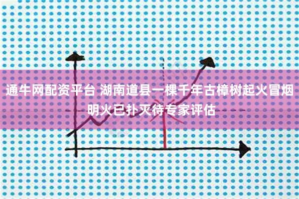 通牛网配资平台 湖南道县一棵千年古樟树起火冒烟 明火已扑灭待专家评估